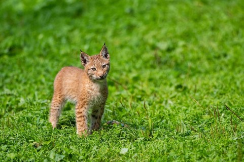 Eurasian lynx (Lynx lynx) youngster on a meadow, Bavaria, Germany, Europe