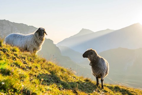 Domestic sheep (Ovis orientalis aries) at sunrise in the Mountains at Hochalpenstraße, Pinzgau,