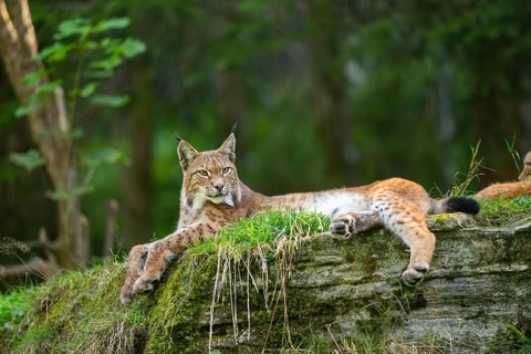 Eurasian lynx (Lynx lynx) on a rock, Austria, Europe
