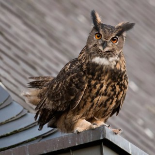 On the eaves... European eagle owl (Bubo bubo), mating male eagle owl on the roof of a church,