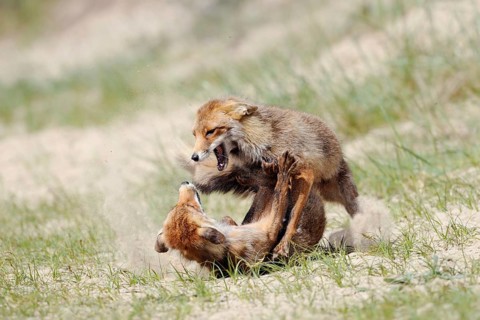Fierce fight... Red foxes (Vulpes vulpes), fighting, biting, rival foxes, territorial behaviour,