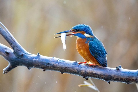 Kingfisher (Alcedo atthis) Germany