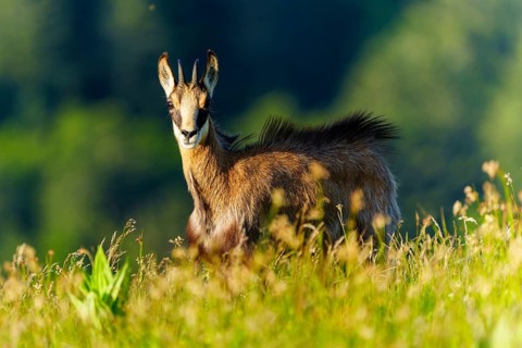 A chamois stands attentively in a meadow, surrounded by a green forest background, chamois,