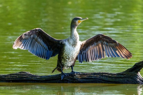 Cormorant with spread wings on a tree trunk against a green background, Cormorant, (Phalacrocorax