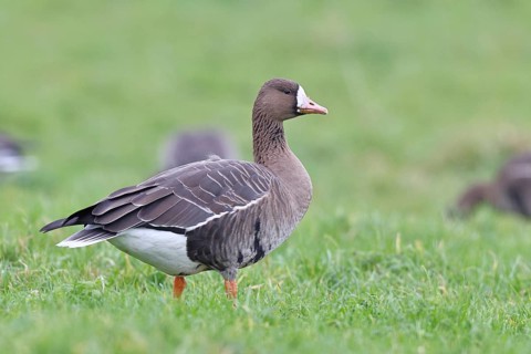 White-fronted goose (Anser albifrons), standing in a meadow in the wintering area, wildlife,