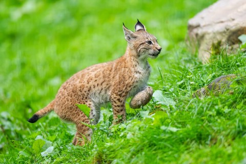 Eurasian lynx (Lynx lynx) youngster on a meadow, Bavaria, Germany, Europe