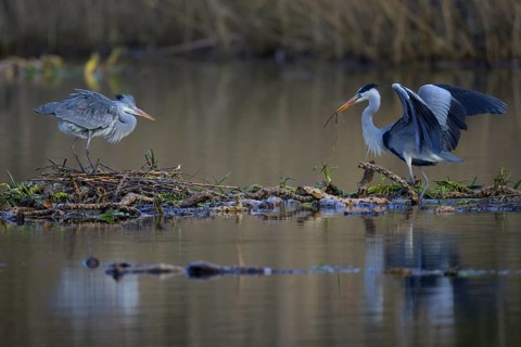 Grey heron (Ardea cinerea), breeding pair building a nest on the floating roots of the water lily,