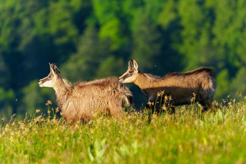Two chamois moving across a meadow with wooded hills behind, chamois, chamois, (Rupicapra