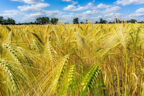 Grain field, in front of harvest, barley, near Bottrop-Kirchhellen, North Rhine-Westphalia,