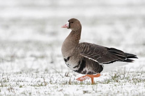 On tour... White-fronted goose (Anser albifrons) walking across a snow-covered field on the Lower