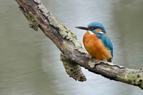Cavity-nesting bird... Kingfisher (Alcedo atthis) with soil on its beak, probably just digging at