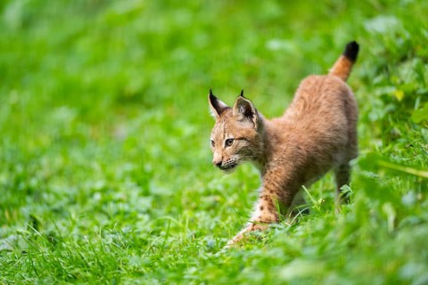 Eurasian lynx (Lynx lynx) youngster on a meadow, Bavaria, Germany, Europe