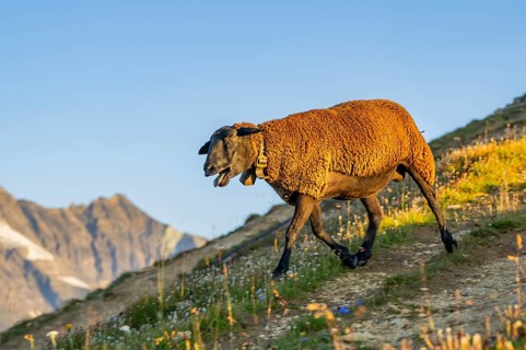 Domestic sheep (Ovis orientalis aries) at sunrise in the Mountains at Hochalpenstraße, Pinzgau,