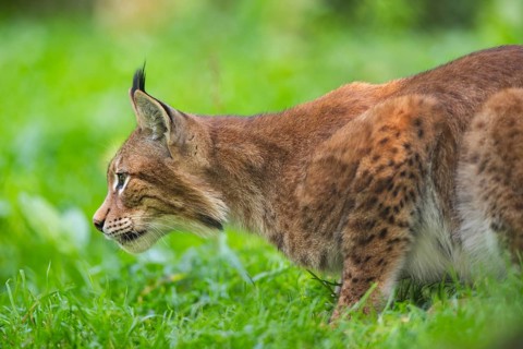 Eurasian lynx (Lynx lynx) on a meadow, Austria, Europe