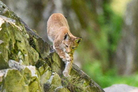 Eurasian lynx (Lynx lynx) youngster climbing on a rock, Bavaria, Germany, Europe