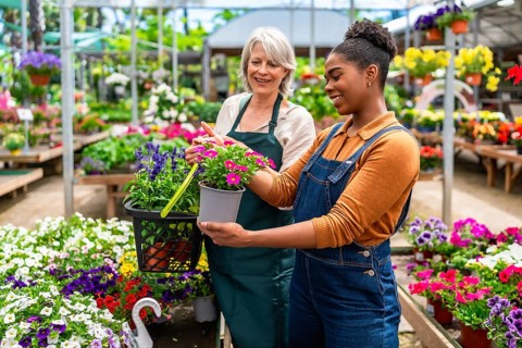 Two smiling female workers choosing colorful flowers in a pot inside a greenhouse or garden center