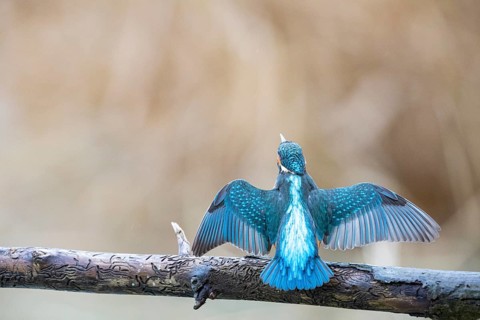 Kingfisher (Alcedo atthis) Germany