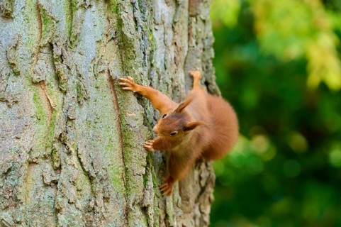 Eurasian squirrel (Sciurus vulgaris), climbing vertically up a tree trunk surrounded by green