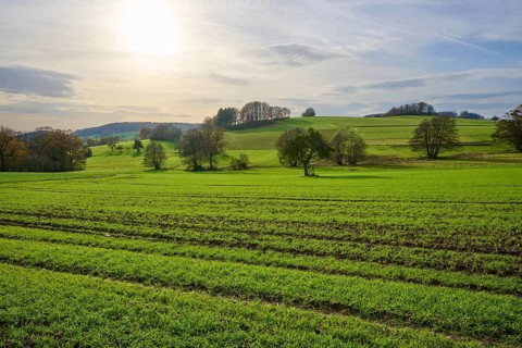 Green fields and hills in a sunny landscape with scattered trees, Winterkasten, Lindenfels,