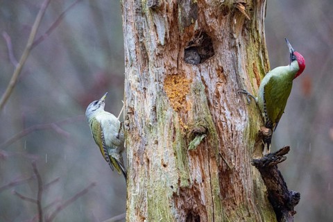 Grey-headed Woodpecker (Picus canus) wbl and Green Woodpecker (Picus viridis) ml Germany