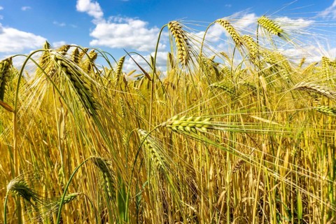 Grain field, in front of harvest, barley, near Bottrop-Kirchhellen, North Rhine-Westphalia,