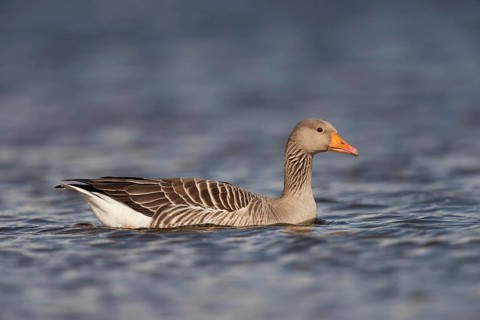 Cosily on the move... Greylag goose (Anser anser) swimming on a lake, largest, almost everywhere