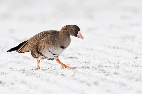 In the snow... White-fronted goose (Anser albifrons), migratory bird, arctic wild goose, relatively