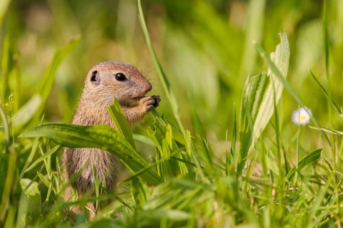 A young European ground squirrel (Spermophilus citellus) or European souslik stands in a meadow