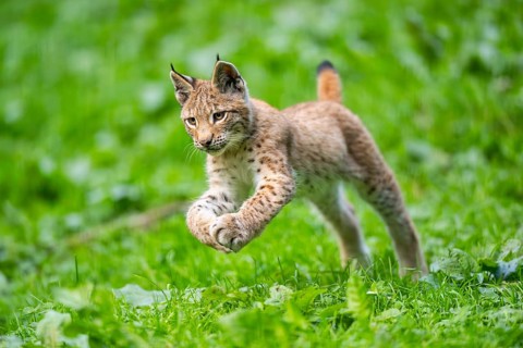 Eurasian lynx (Lynx lynx) youngster jumping in the air, running on a meadow, Bavaria, Germany,