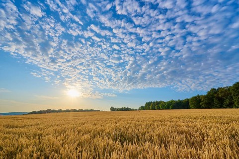A grain field under a generously cloudy sky with low sun, summer, Höhefeld, Wertheim,
