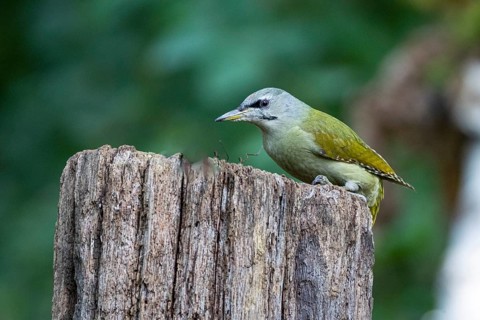 Grey-headed Woodpecker (Picus canus) wbl Germany