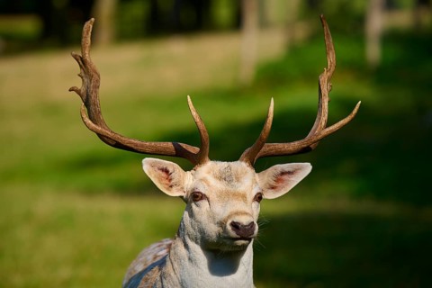 Albino fallow deer (Dama dama), white stag with impressive antlers in sunlight, seen on a green