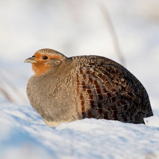 Grey partridge (Perdix perdix) sits fluffed up up in the freshly fallen snow in the sun, enjoying
