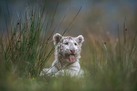 In the tall grass... Royal Bengal tiger (Panthera tigris), young animal looking around, panting