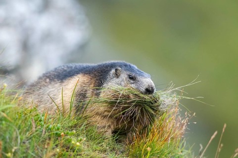 Alpine marmot (Marmota marmota) in autumn, Grossglockner, High Tauern National Park, Austria,
