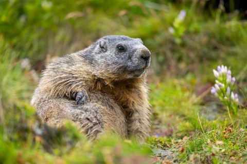 Alpine marmot (Marmota marmota) in autumn, Grossglockner, High Tauern National Park, Austria,