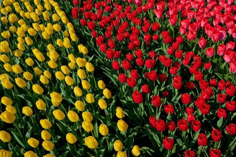 Close-up of yellow and red tulips in full bloom. The colours are vibrant and vivid, Keukenhof,