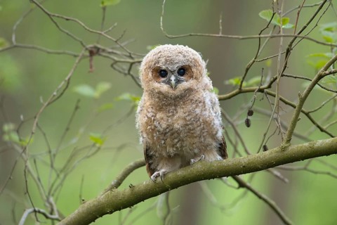 Looks expectantly... tawny owl (Strix aluco), young bird, branchling, young owl, young owl, young