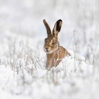 Hidden behind stalks... Brown hare (Lepus europaeus), hare sits in winter in a meadow in the snow,