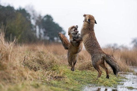 Dance of the foxes... Red fox (Vulpes vulpes), two red foxes stand opposite each other on their