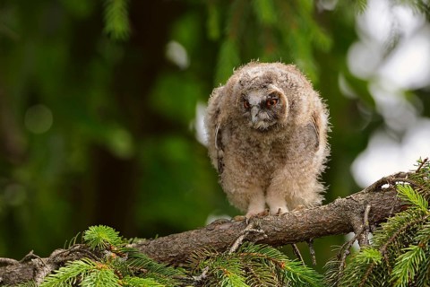 Little goblin... Long-eared owl (Asio otus), young, almost fledged owl, branchling in a tree,