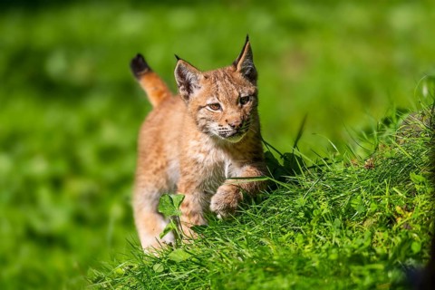 Eurasian lynx (Lynx lynx) youngster on a meadow, Bavaria, Germany, Europe