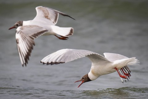 Black-headed gulls (Chroicocephalus ridibundus) in summer plumage, flying over the surf, looking