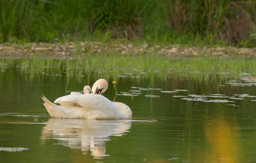 Mute swan (Cygnus olor), juvenile, water, Lower Austria