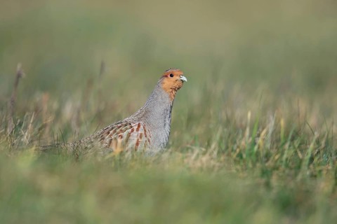 Always on the lookout... Grey partridge (Perdix perdix) walks cautiously and vigilantly through a