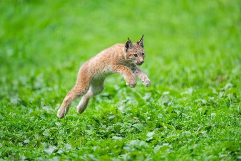 Eurasian lynx (Lynx lynx) youngster jumping in the air on a meadow, Bavaria, Germany, Europe
