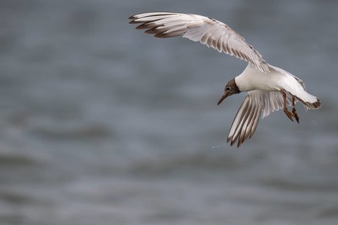 One-year-old Black-headed Black-headed Gull (Chroicocephalus ridibundus) in summer plumage, in