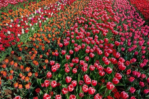 Colourful tulip field with red and orange flowers and scattered white tulips, in rows, Keukenhof,