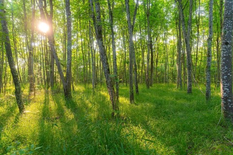 Birch forest scene with sunbeams shining through green foliage, Gechingen, Black Forest, Germany,