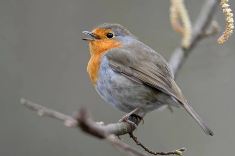 Spring is coming... European robin (Erithacus rubecula), well-known, ubiquitous songbird,